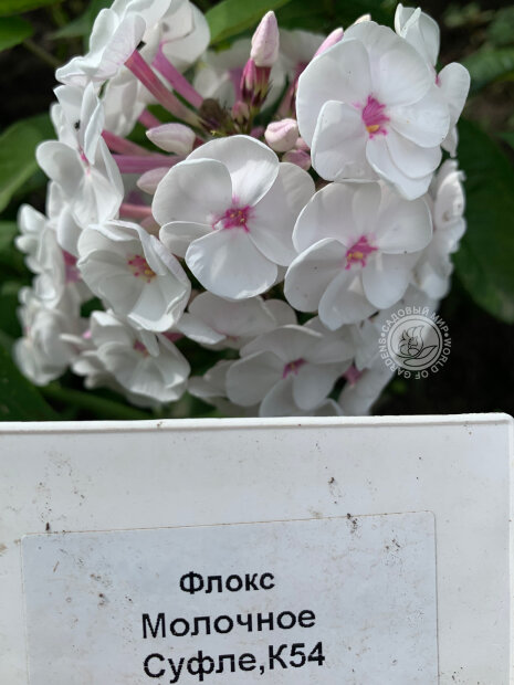 Флокс Молочное Суфле