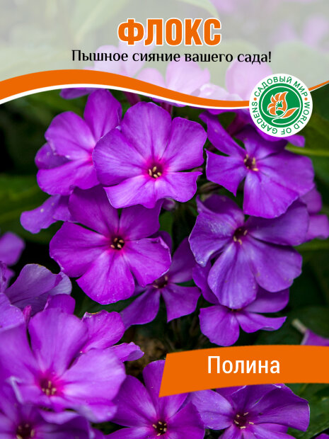 Флокс Полина