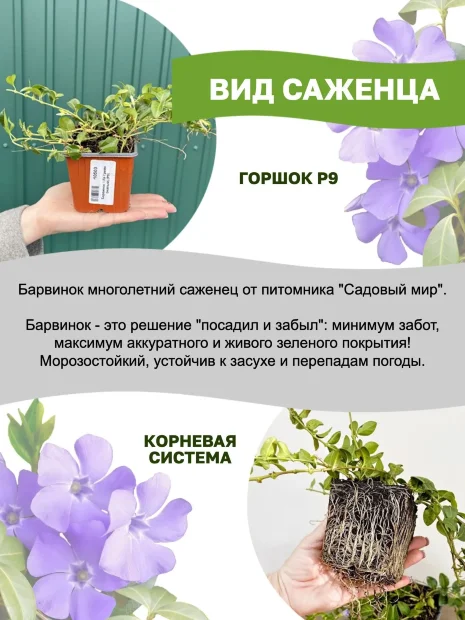 Барвинок Блю энд Голд (малый) саженцы 