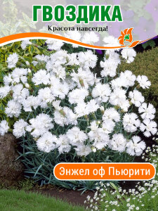 Гвоздика Энжел оф Пьюрити, перистая Гвоздика Энжел оф Пьюрити, перистая