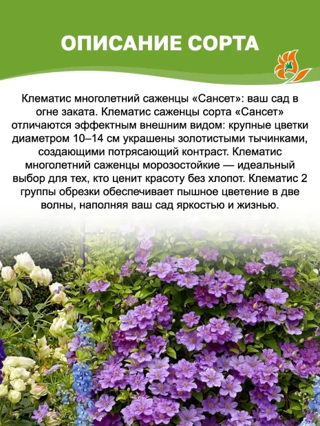 Клематис Сансет (крупноцветковый)  саженцы 