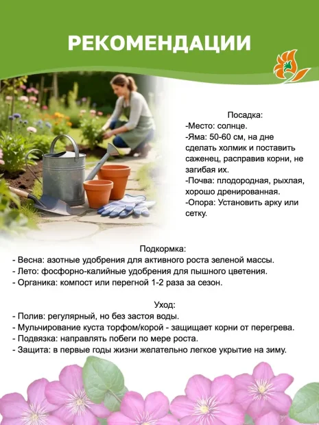 Клематис Сансет (крупноцветковый)  саженцы 
