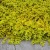 Вербейник Ауреа (монетчатый) 