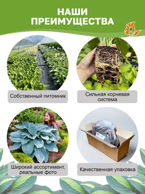 Хоста Полз Глори 