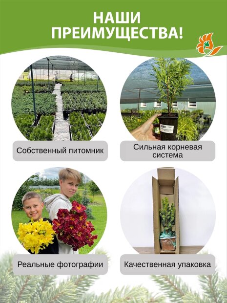 Можжевельник Минт Джулеп (средний)