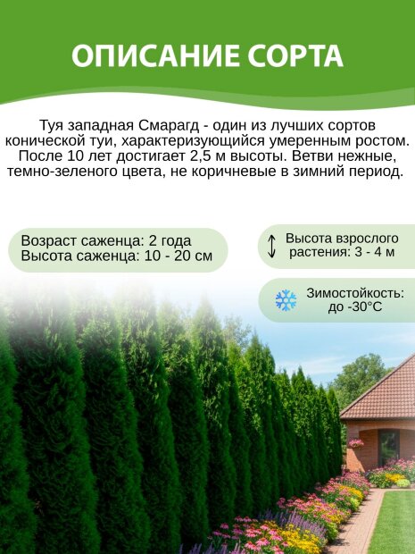 Туя Смарагд (западная)
