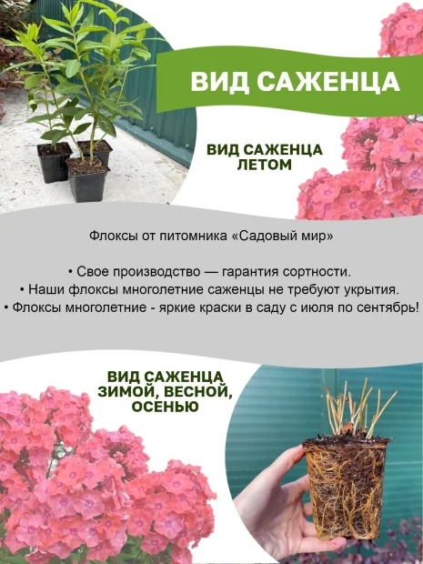 Флокс Лариса