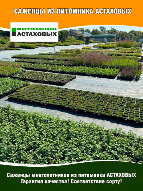 Тысячелистник Помигранат