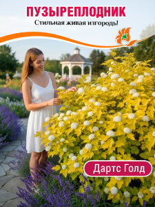 Пузыреплодник Дартс Голд (калинолистный) Пузыреплодник Дартс Голд (калинолистный)