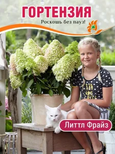 Гортензия Литтл Фрайз (метельчатая)