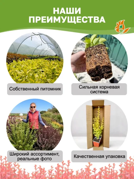 Барбарис Голден Ринг (Тунберга)  саженцы 