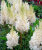 Астильба Вайс Глория (Арендса)
