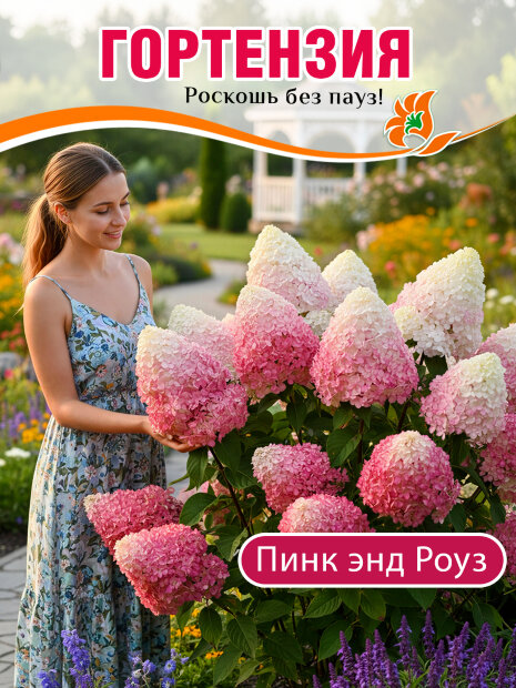 Гортензия Пинк энд Роуз (метельчатая) саженцы 