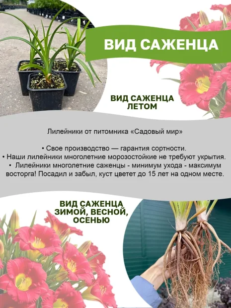 Лилейник Ринг Зе Белз оф Хевен