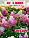 Гортензия Фрайз Мельба (метельчатая)
