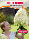 Гортензия Геркулес (метельчатая) 