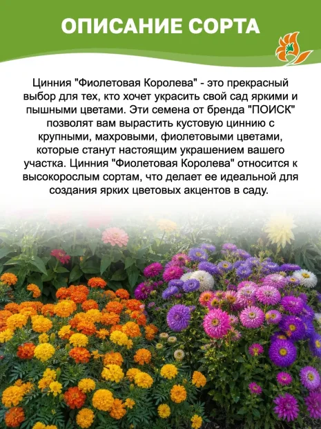 Цинния георгиноцветковая Фиолетовая Королева семена