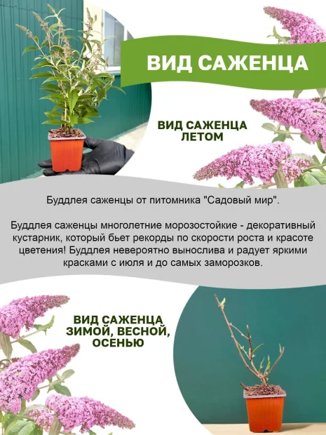 Буддлея Нано Вайт (Давида) саженцы 