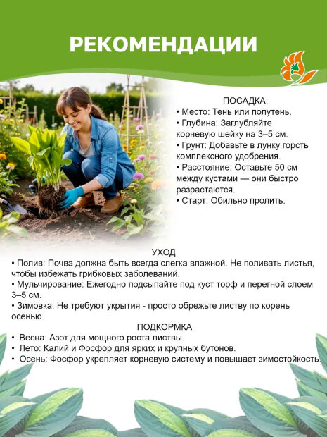 Хоста Снейк Айз (волнистая)