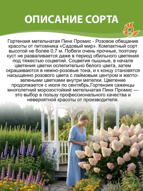 Гортензия Пинк Промис (метельчатая) саженцы 