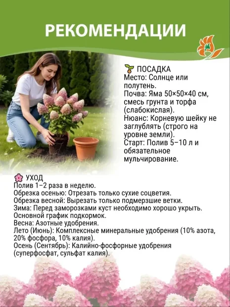Гортензия Пинк Промис (метельчатая) саженцы 