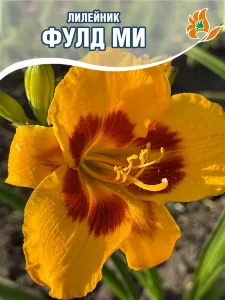 Лилейник Фулд Ми