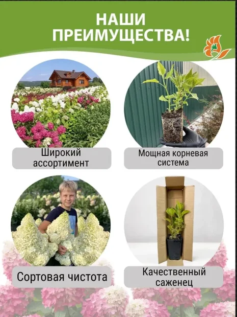Гортензия Строуберри Блоссом (метельчатая) саженцы 