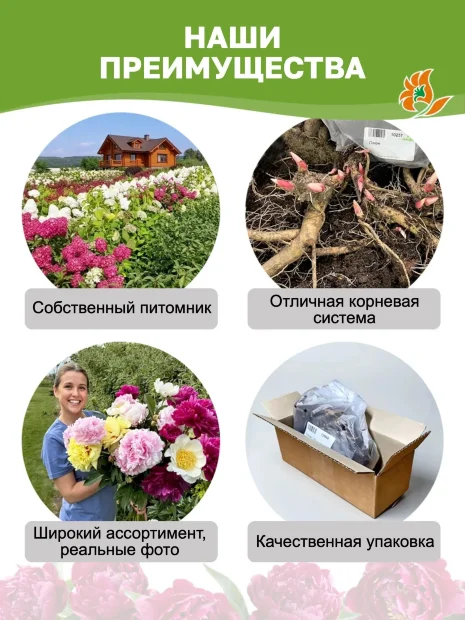 Пион Олд Роуз Дэнди (Ито-гибрид) 