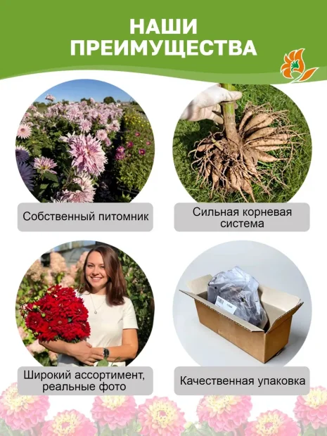 Георгин Эмори Пол (крупноцветковый)