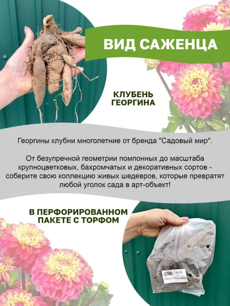 Георгин Эмори Пол (крупноцветковый)