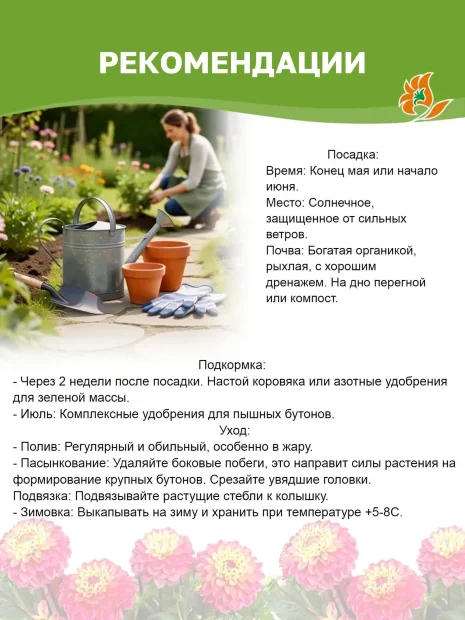 Георгин Пичес энд Крим (декоративный)